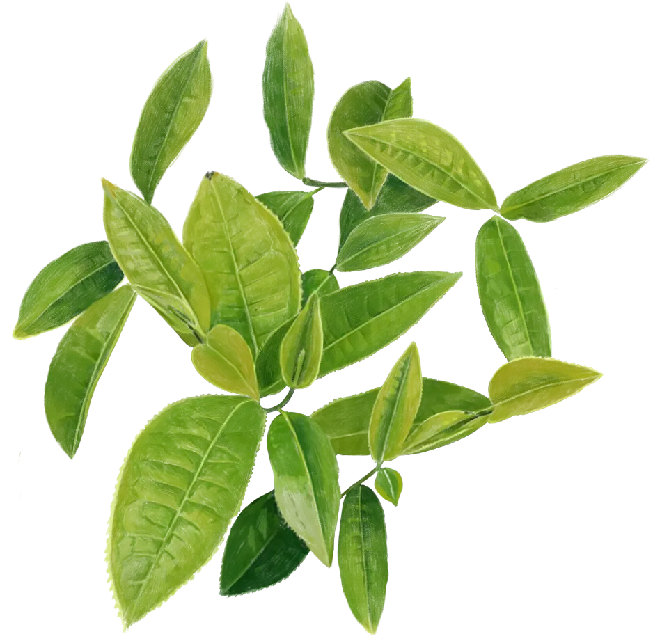緑茶イメージ