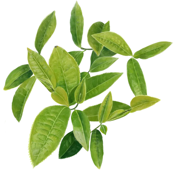緑茶イメージ